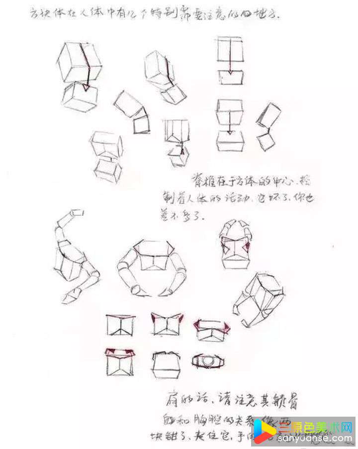 怎么画人体?人体基础训练有哪些重点? 怎么画人体?人体基础训练有哪些重点?