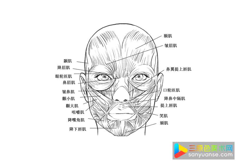 怎么画漫画头像?画头像需要掌握哪些基础要领? 怎么画漫画头像?画头像需要掌握哪些基础要领?
