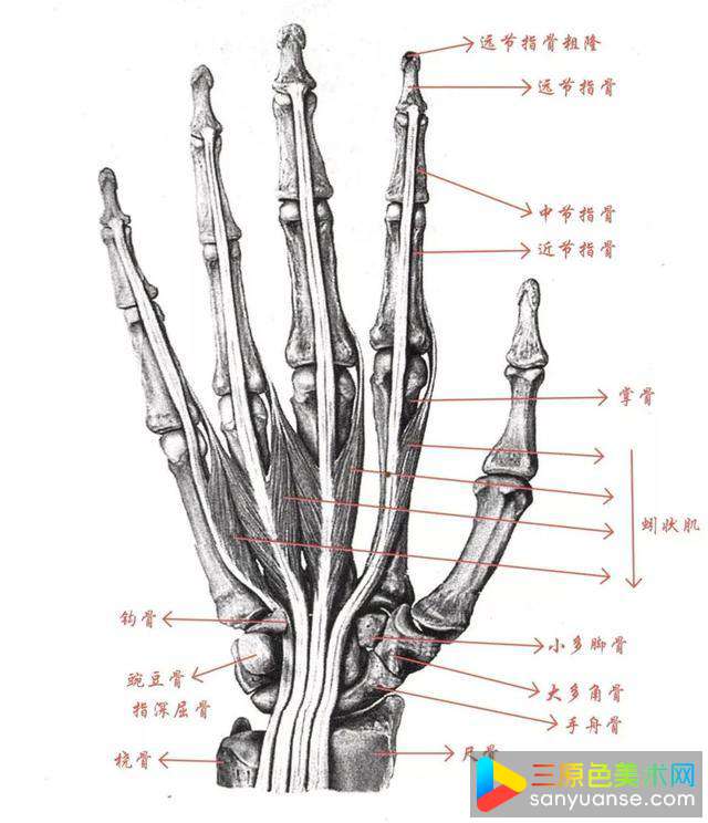 人物手部怎么画？新手如何绘制手掌