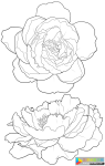 花的透明线稿素材