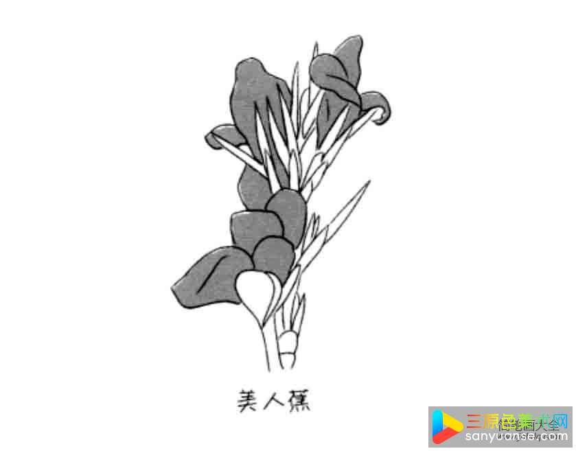 花朵简笔画大全 美人蕉