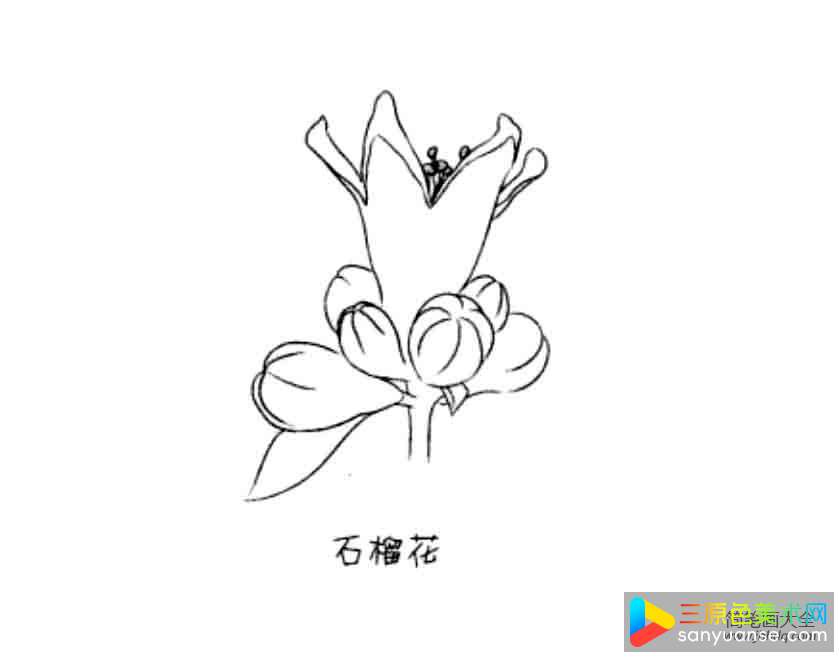 花朵简笔画大全 石榴花