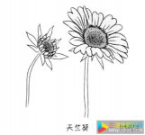 儿童花朵简笔画天竺葵