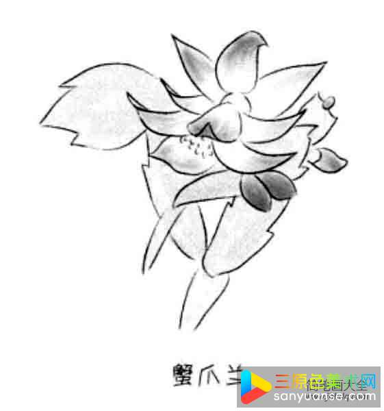 儿童花朵简笔画蟹抓兰