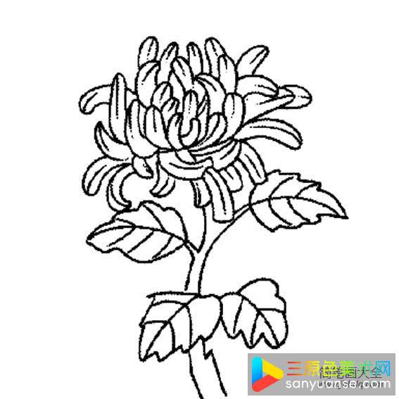 如何画菊花的简笔画图片